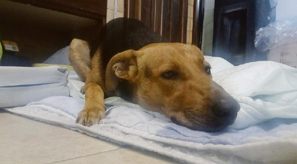 Max picchiato e ferito da ragazzini nel tarantino. LNDC Animal Protection denuncia e chiede aiuto per identificare i responsabili