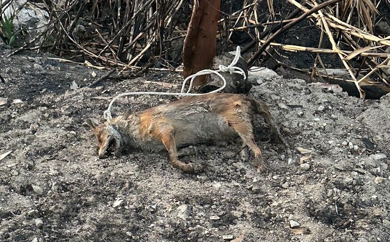 Volpi impiccate e fatte a brandelli in provincia di Catanzaro. LNDC Animal Protection lancia appello: “Chi sa parli”