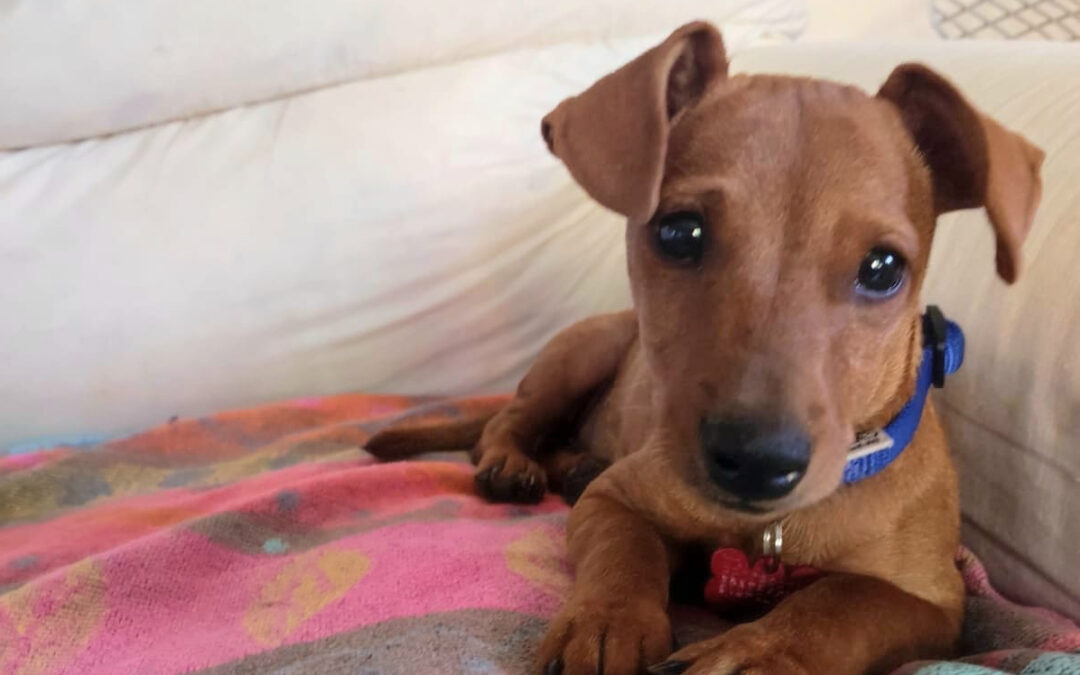 Cucciola Toffee sparita a Roma. LNDC lancia appello per ritrovarla.