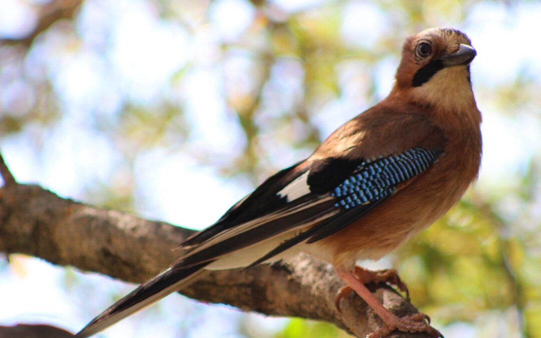 TAR Campania blocca la preapertura della caccia. Soddisfazione di LNDC Animal Protection, Enpa, Lipu e WWF Italia
