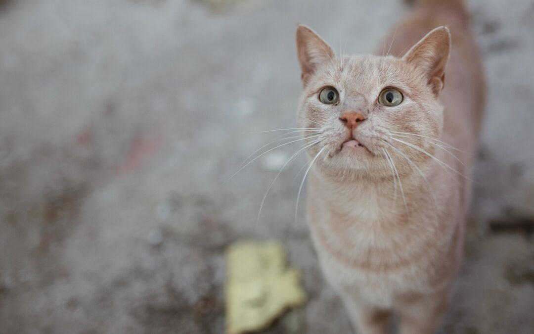 Ordinato lo sgombero dell’appartamento della “killer dei gatti a Roma”. Soddisfazione di LNDC Animal Protection