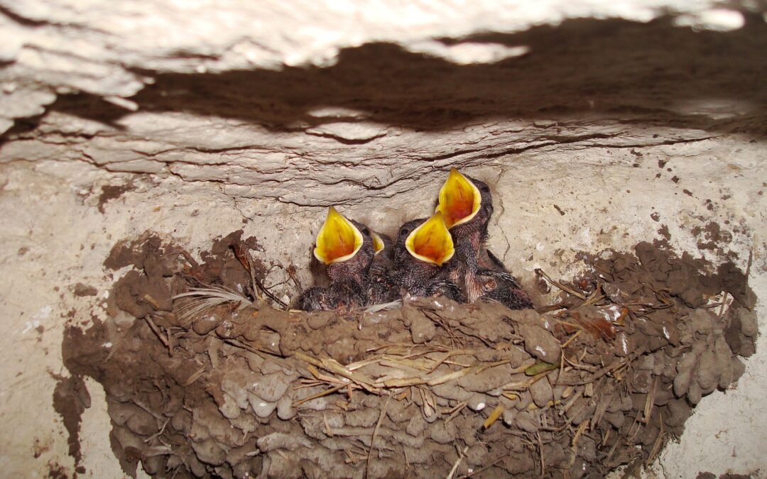 Distrugge nidi di rondini e uccide pulli ad Anagni. Denunciata dai Carabinieri Forestali e da LNDC Animal Protection
