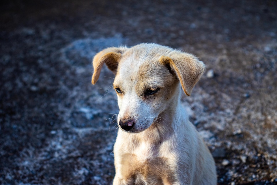 Cani in condizioni di degrado e cuccioli morti nel congelatore a Riposto (CT). LNDC Animal Protection denuncia.