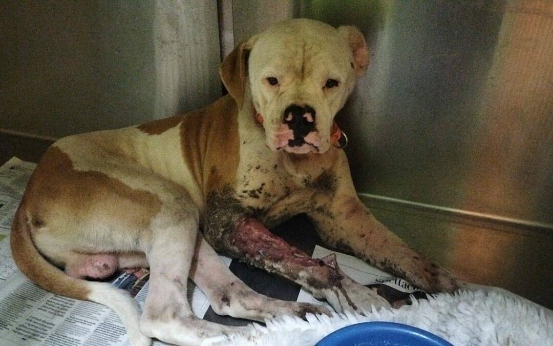 Cane in fin di vita legato di fronte a un rifugio. LNDC Animal Protection denuncia e chiede aiuto per trovare il responsabile