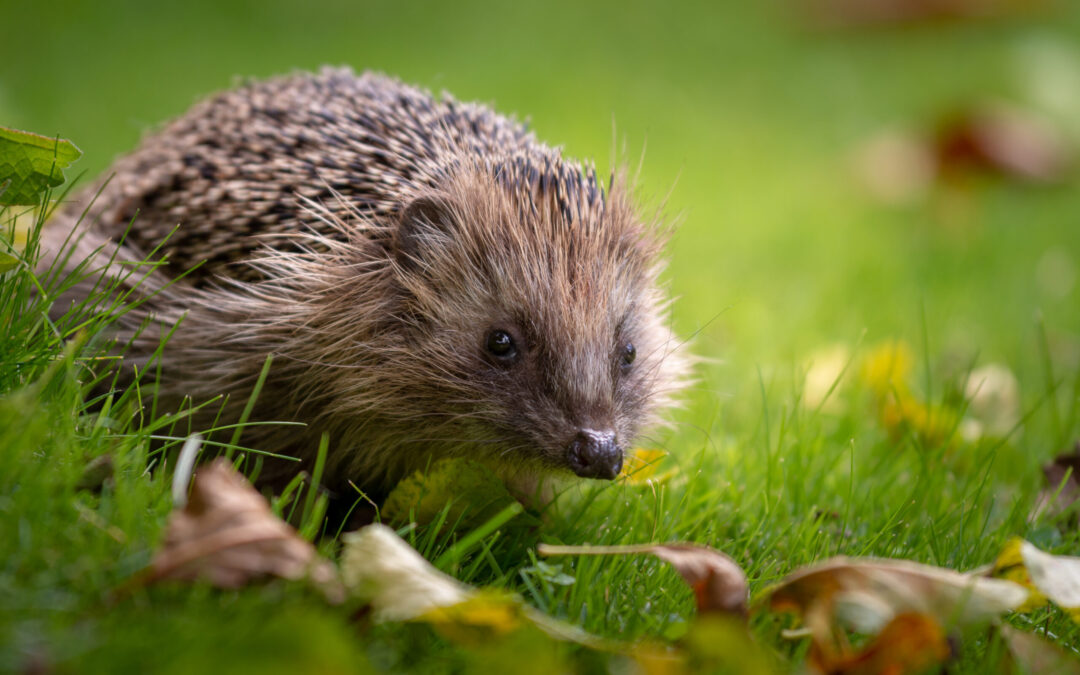 Riccio decapitato a Porto Torres.                                                           LNDC Animal Protection denuncia.