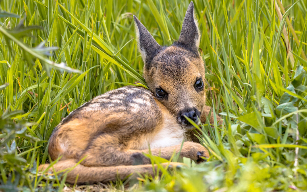 Centinaia gli italiani presenti al presidio di Genova contro la caccia con arco e frecce. LNDC Animal Protection tra gli organizzatori