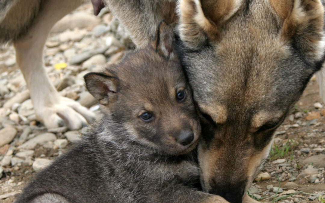 Confermata la linea della morte voluta dalla provincia di Trento: il Tar non sospende l’uccisione dei due lupi