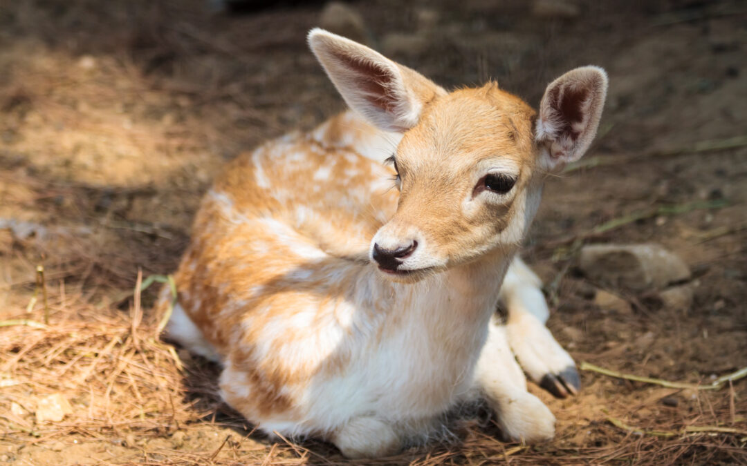 La Regione Liguria autorizza la caccia con arco e frecce. La critica di LNDC.