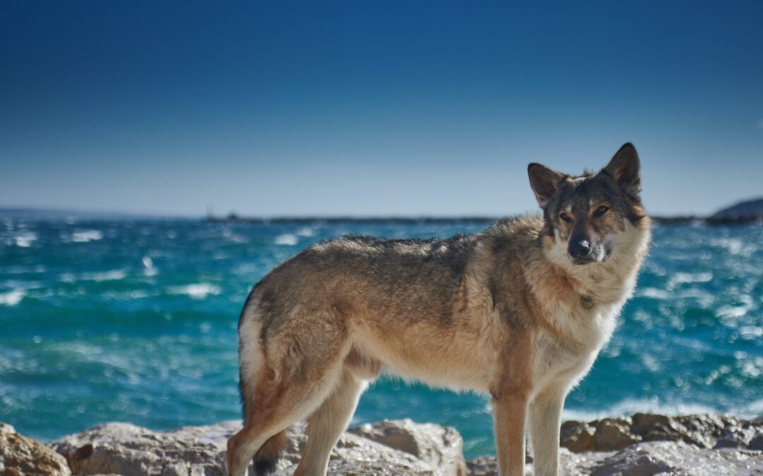 La lupa di Vasto appare affaticata e claudicante in un filmato. LNDC Animal Protection sollecita intervento istituzioni