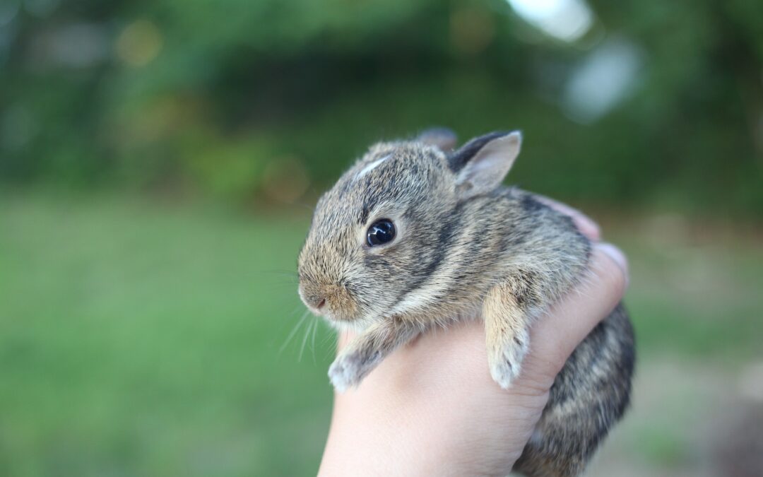 Sempre più casi di violenza sugli animali da parte di bambini e giovani. La preoccupazione di LNDC Animal Protection