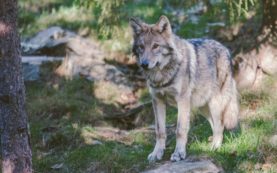 Il Comune di Baceno (VB) vuole il territorio “libero da lupi e orsi”. LNDC Animal Protection scrive al Sindaco