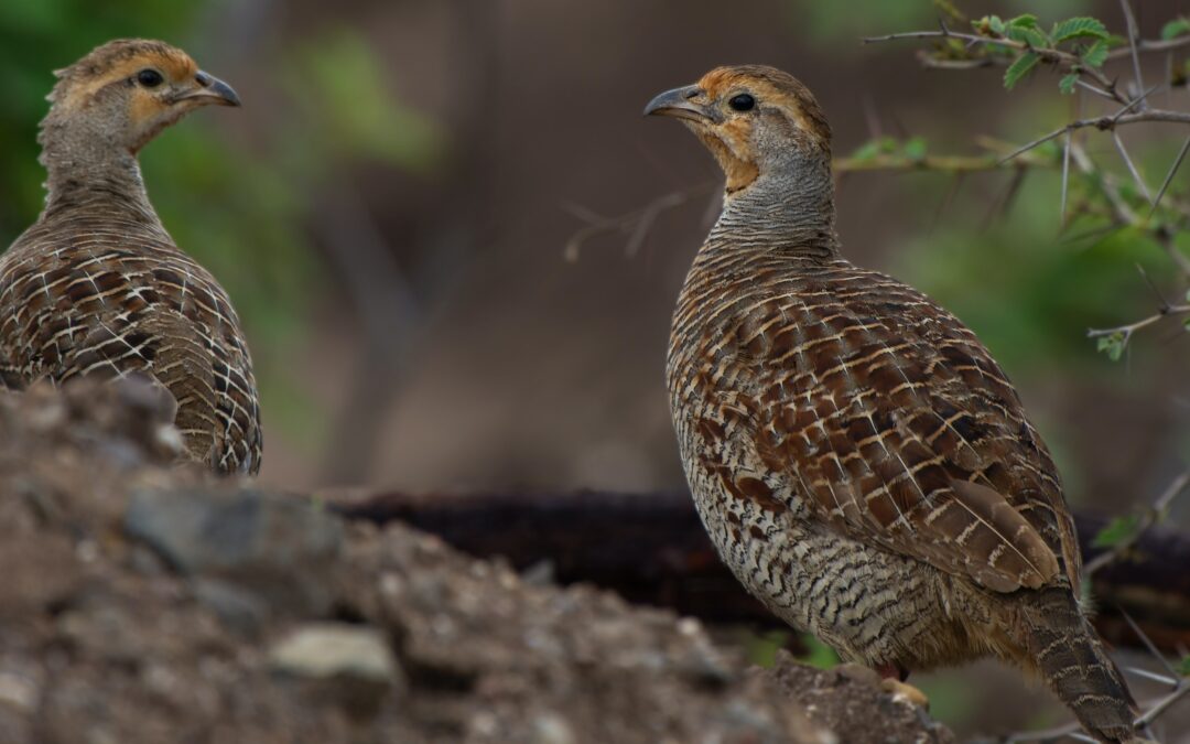 La vittoria di quaglie e tortore al TAR Molise. Accolto il ricorso di LNDC Animal Protection, LAV, LIPU e WWF