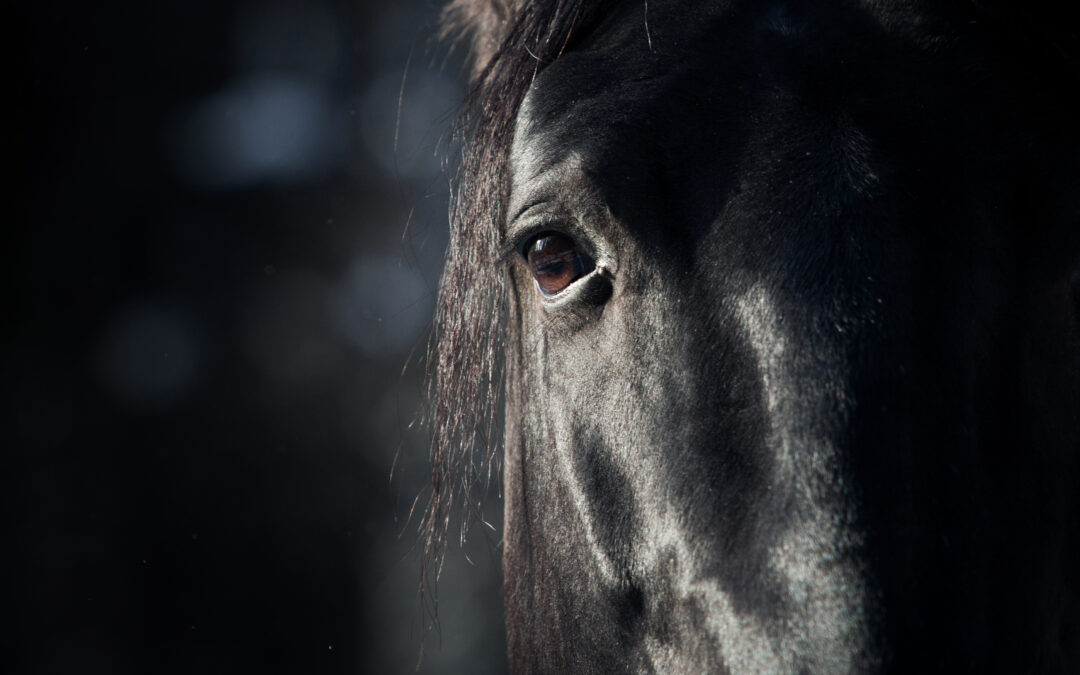 Ancora incidenti, anche mortali, nelle manifestazioni equestri dal Palio di Siena alla Giostra della Quintana