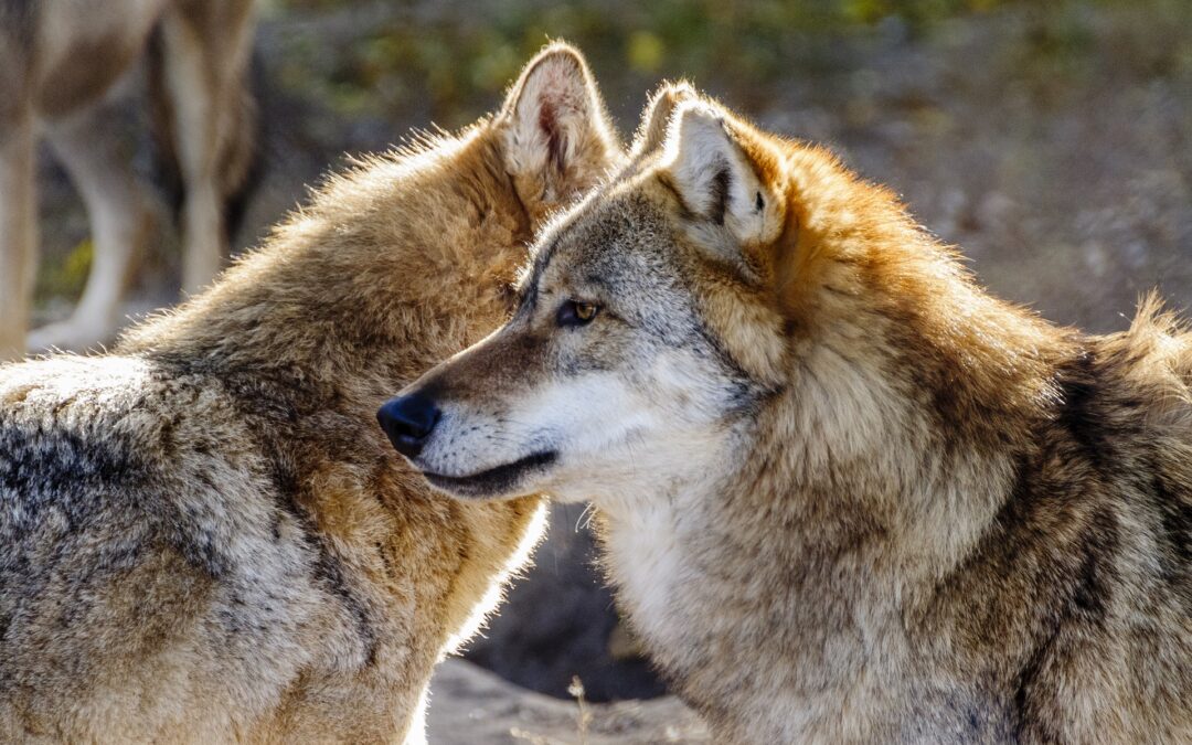 Consiglio di Stato sospende fino al 14 settembre l’abbattimento dei lupi nel mirino di Fugatti