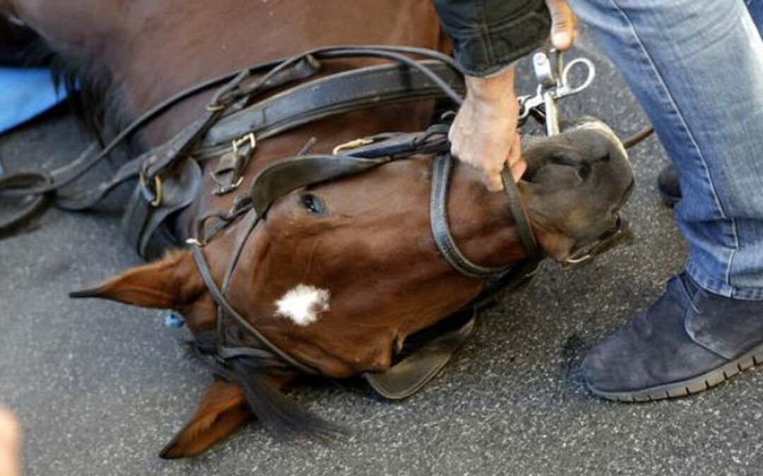 Cavallo collassa in strada a Palermo. LNDC Animal Protection scrive alle istituzioni