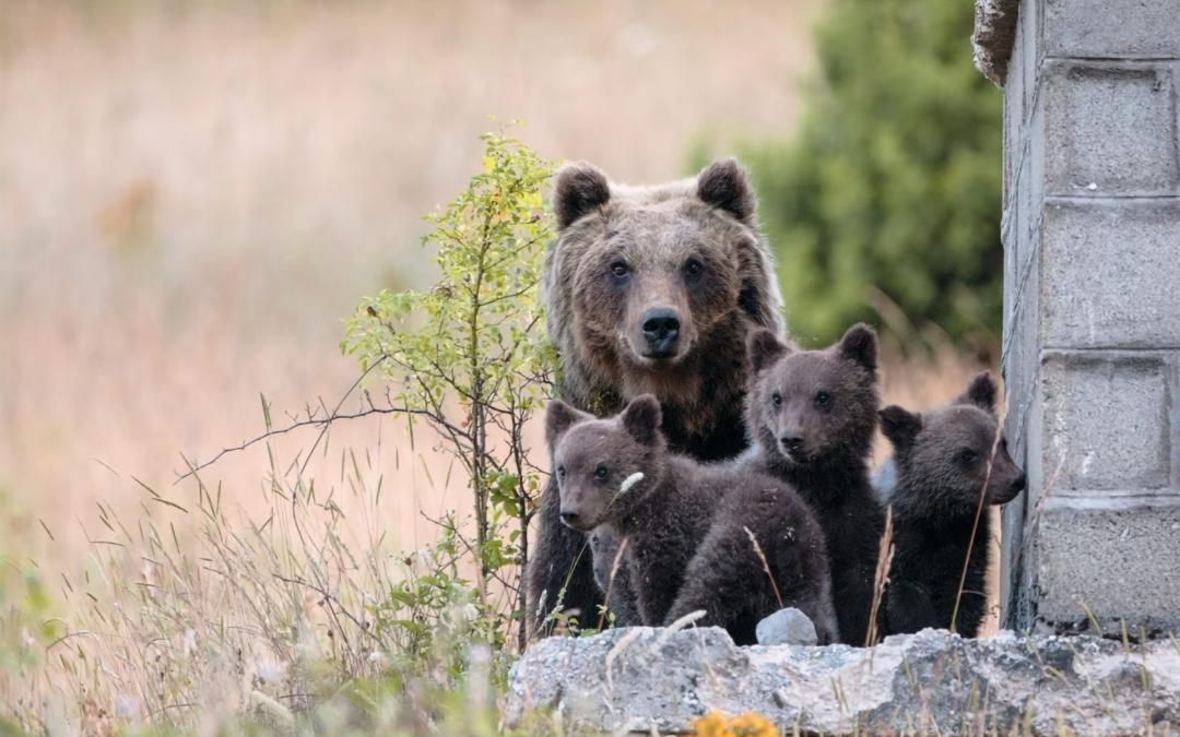 LNDC Animal Protection piange la morte di Amarena insieme all’Abruzzo e farà di tutto per ottenere giustizia
