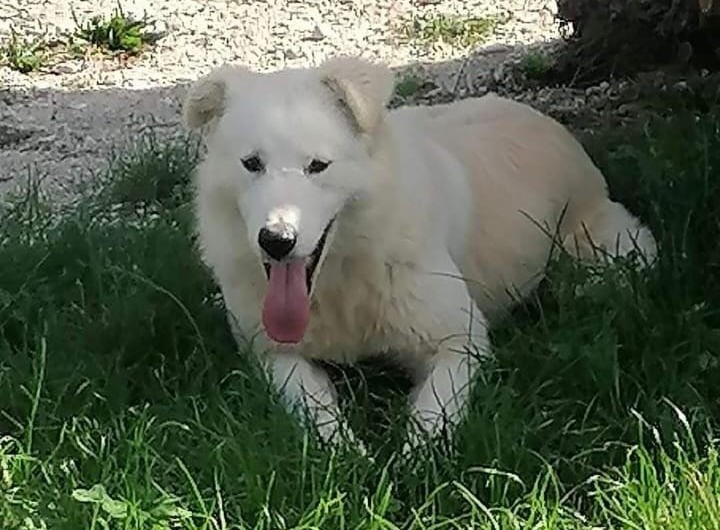 Ettore ucciso nel giardino della sua casa