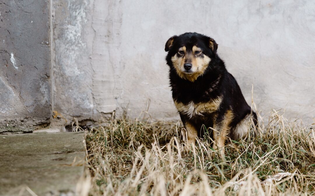 Abbandono, è ora di parlarne – Convegno ad Assisi il 1 ottobre