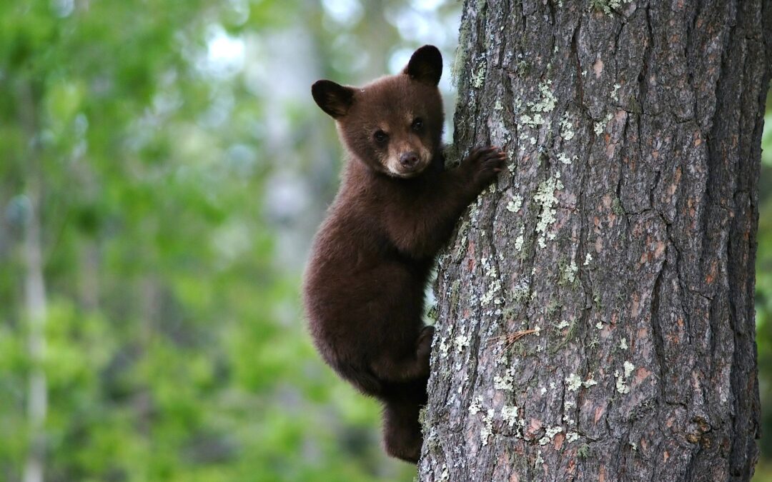 Cuccioli di Amarena: lasciarli liberi o metterli in sicurezza?
