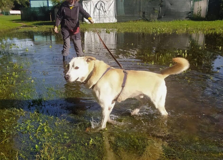 Salvi i cani del canile di Varese