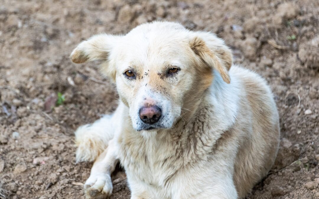 LNDC Animal Protection chiede chiarimenti sul trattamento dei randagi in India