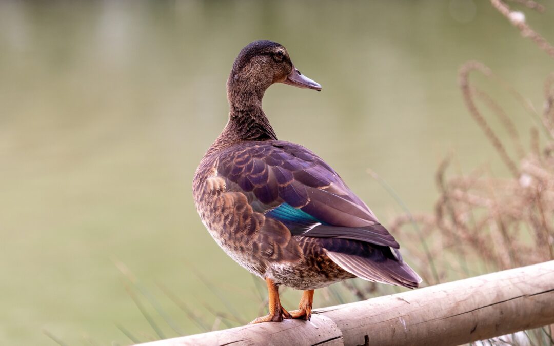 Gruppo di ragazzi uccide un’anatra e pubblica il video