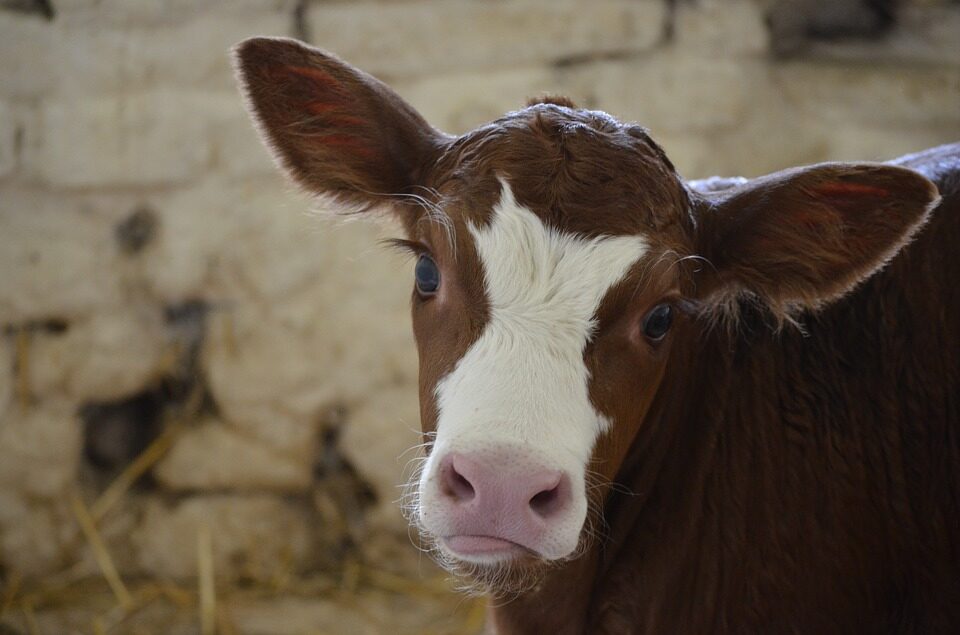 Due mucche uccise brutalmente a Roma