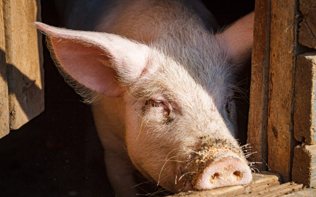 L’irruzione delle forze dell’ordine nel rifugio Cuori Liberi
