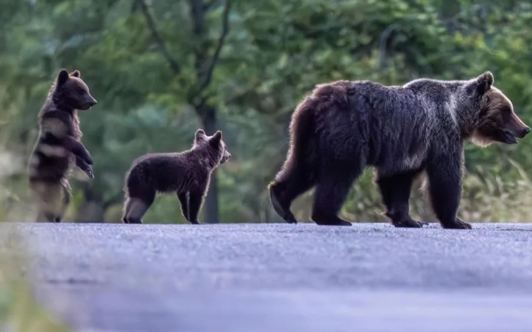 A Controcorrente, su Rete4, Chirico esprime solidarietà all’uomo che ha ucciso Amarena. La replica di LNDC Animal Protection