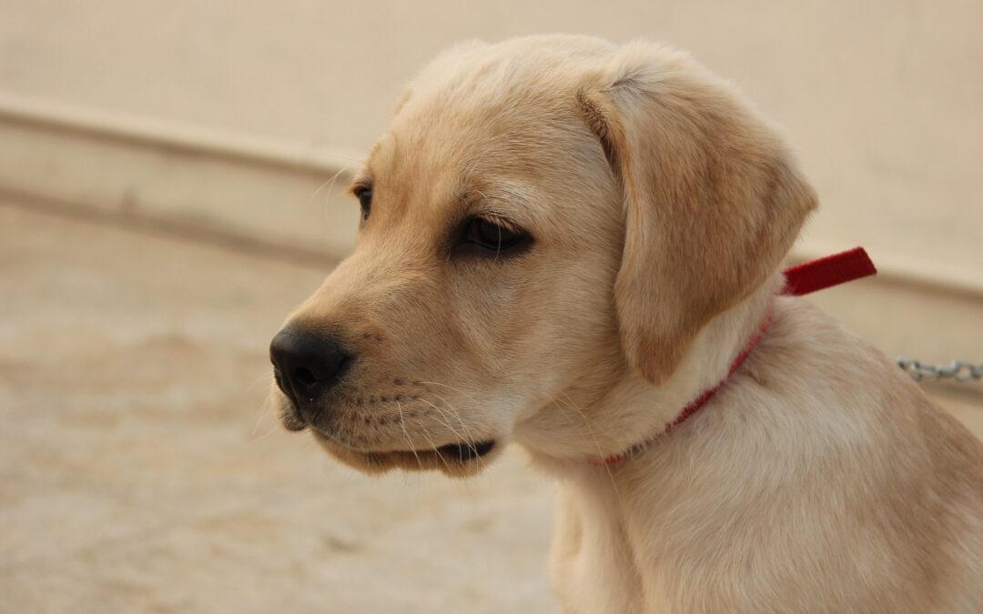 Muore impiccato per saltare dal balcone in Salento