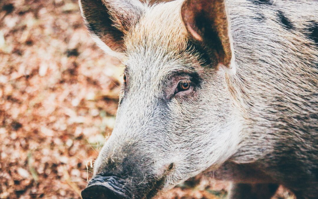 Presidente TAR Lombardia non sospende esecuzione suini Cuori Liberi