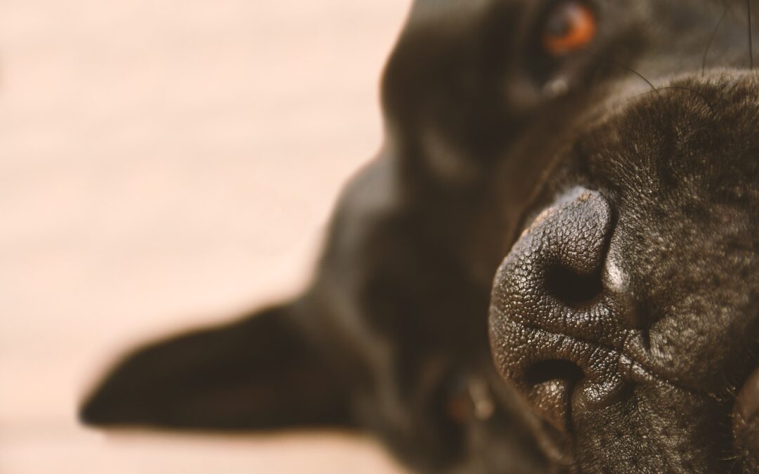 Arresto di 4 mesi per l’allevatore denunciato da LNDC Animal Protection