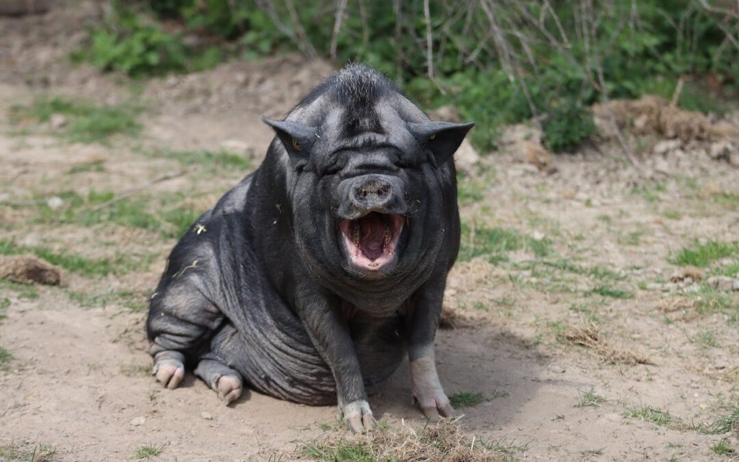 La Regione Lombardia ideologicamente contro i santuari