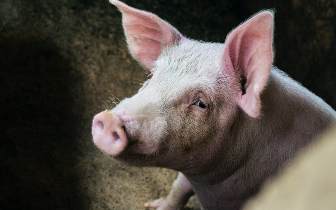 10 maiali di un rifugio rischiano di essere abbattuti nonostante le severe misure di biosicurezza