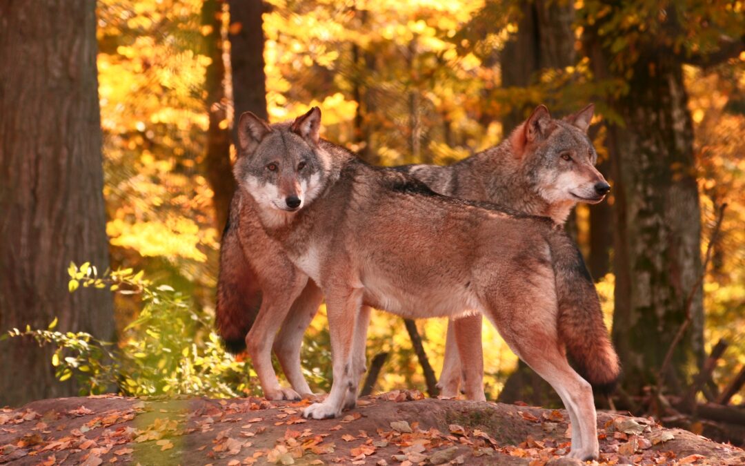 TAR Trento respinge ricorso Associazioni a difesa dei lupi