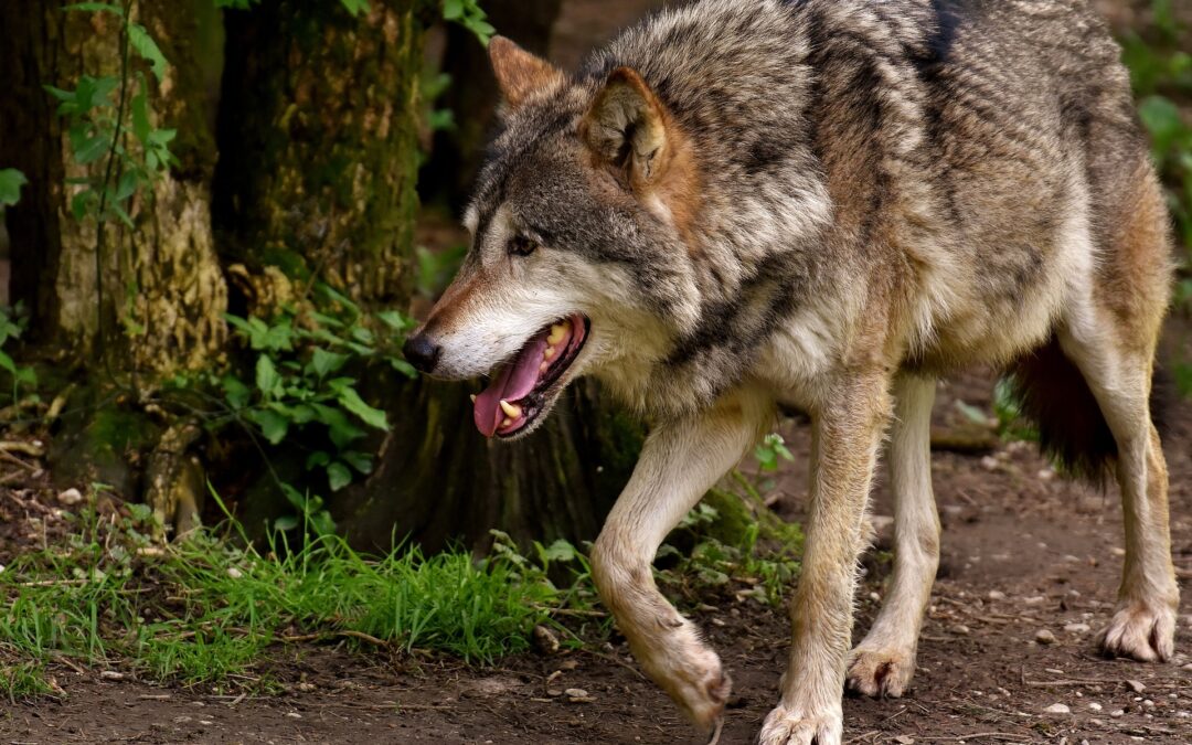 TAR Bolzano sospende il secondo tentativo della Provincia per uccidere due lupi