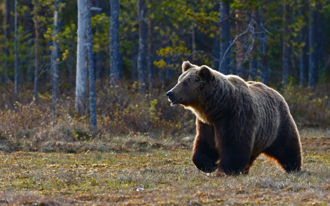Manifestazione unitaria delle associazioni animaliste e ambientaliste a Pescina (AQ) in memoria di Amarena