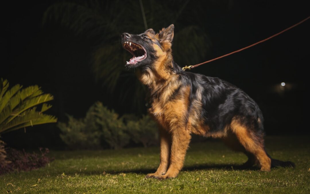 LNDC Animal Protection denuncia addestratore per metodi coercitivi