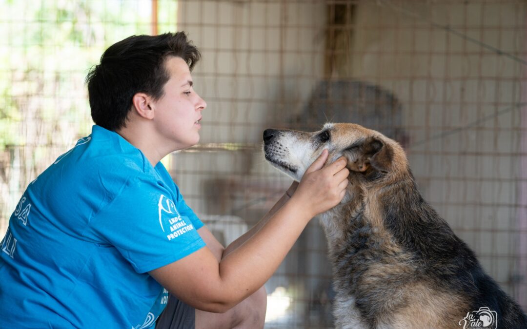 Commissione di controllo fa chiarezza sulle responsabilità per lo sgombero del canile di Via Raiale a Pescara