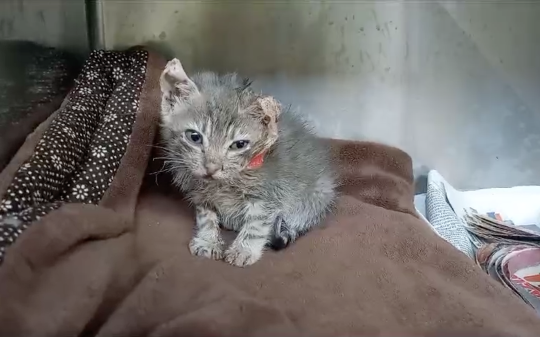 Gattina torturata restituita al presunto aguzzino dalla ASL Roma 3
