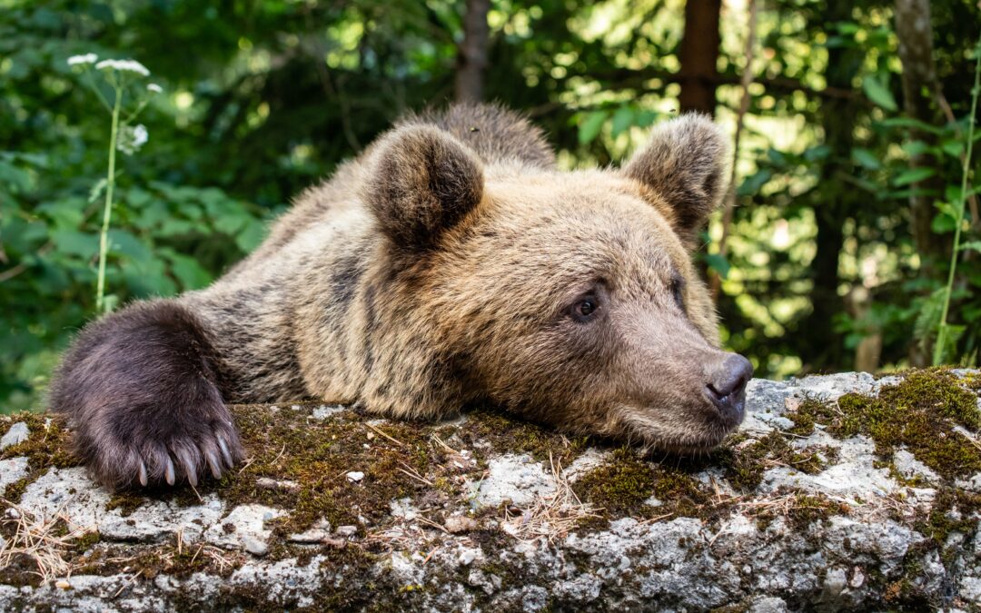 Altri due orsi morti in Provincia di Trento. LNDC Animal Protection scrive al Governo
