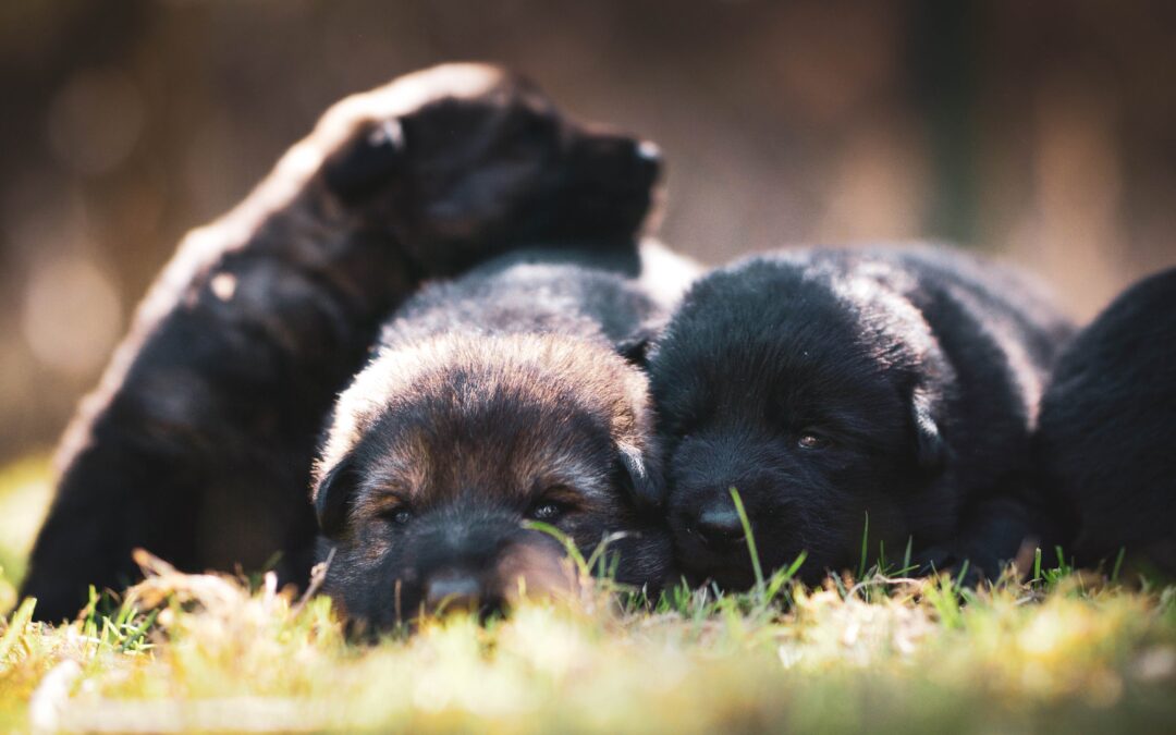 Test DNA consente di identificare il proprietario dei cuccioli trovati uccisi a Cortona