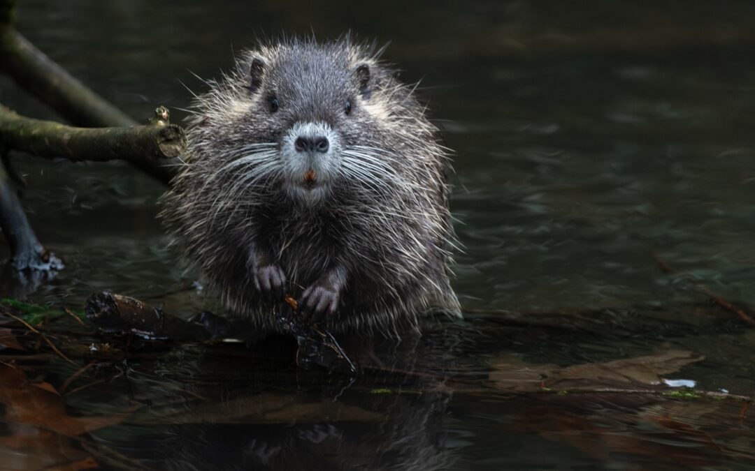 Nutria uccisa a bastonate al mercato a Brescia