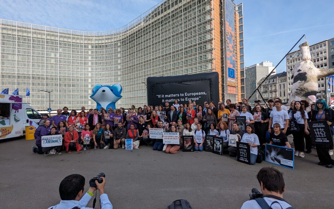 L’etologa Jane Goodall si unisce all’appello per un’Unione europea cage-free