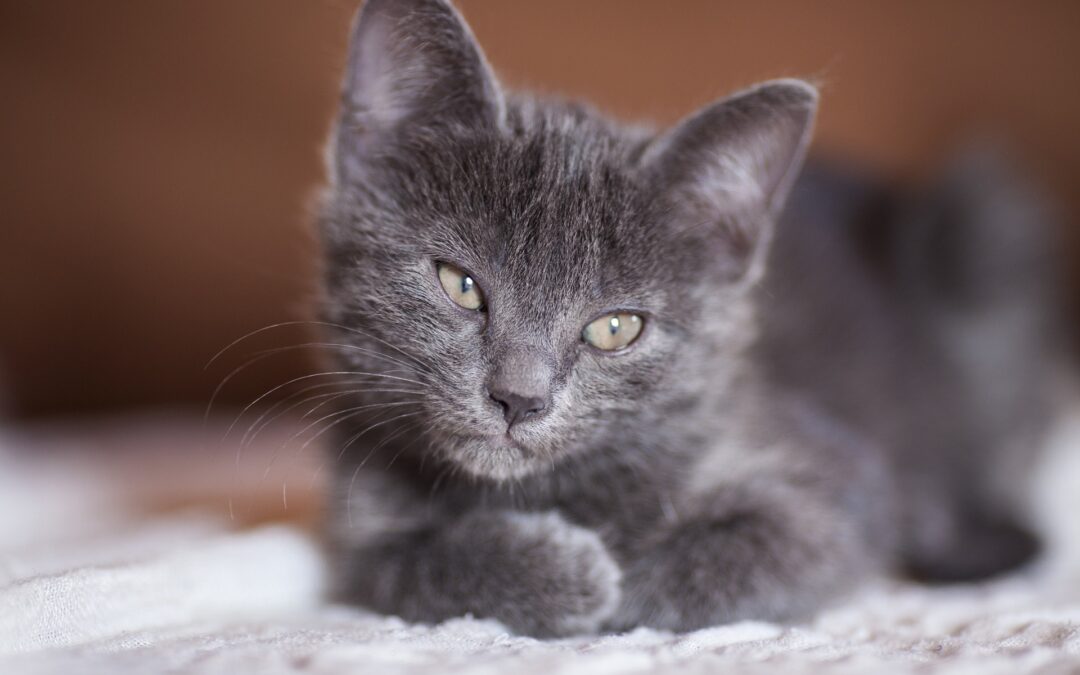 Gattino lanciato in aria per oltre due metri e lasciato cadere a peso morto