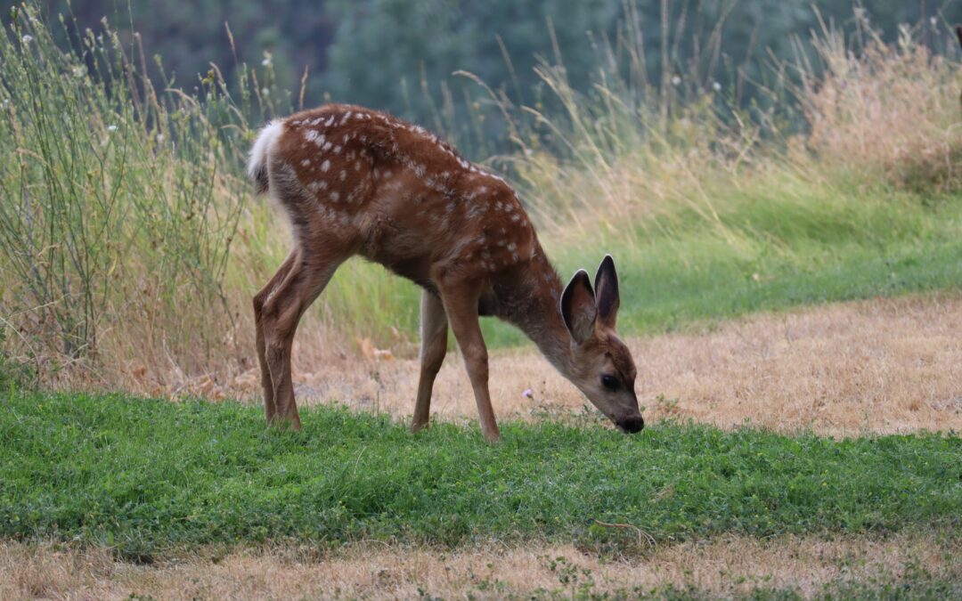 Mattanza di daini al Circeo. LNDC Animal Protection: Decisione inaccettabile, ennesimo regalo alle lobby venatorie”