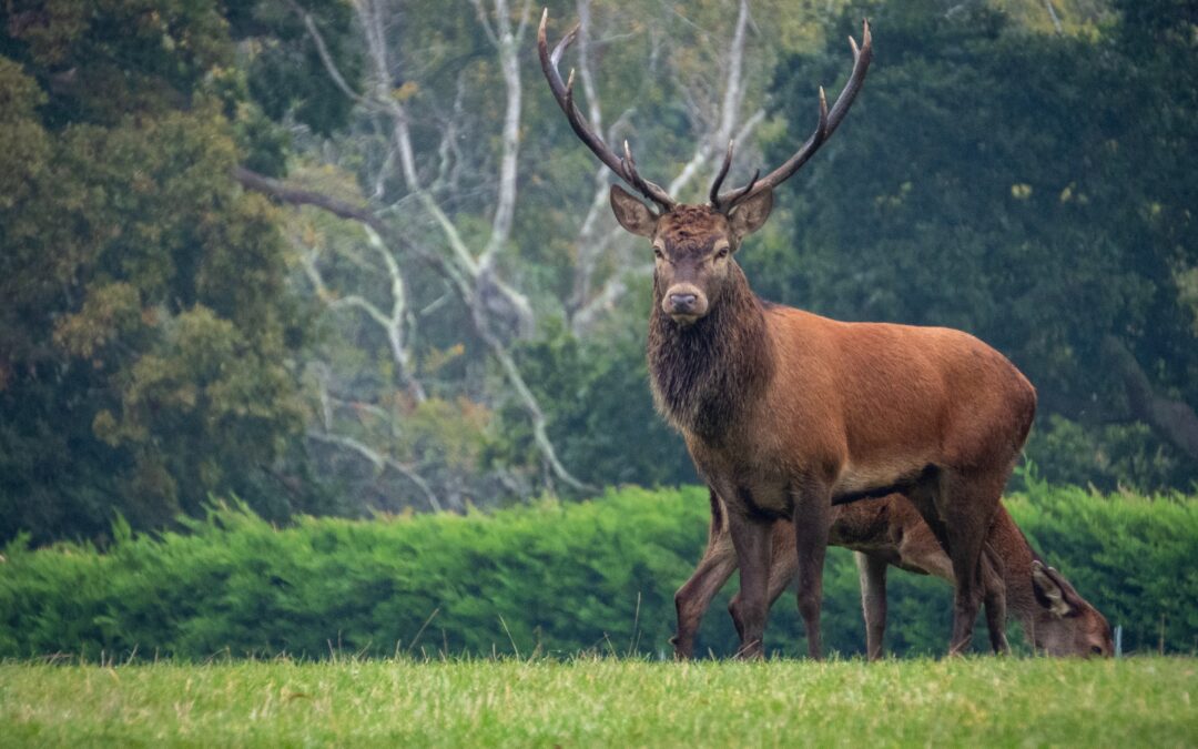 Bambotto, il cervo mascotte di Pecol in provincia di Belluno, è stato ucciso