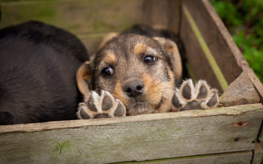 Grande vittoria: a Napoli condannati i responsabili di traffico illecito di cuccioli