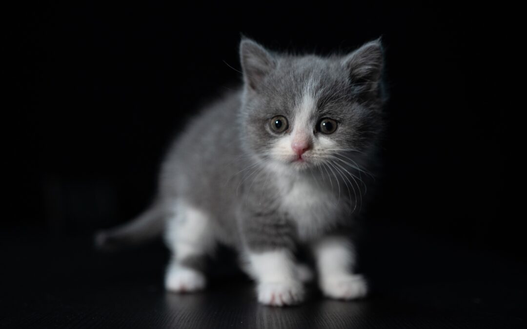 Gattino ucciso brutalmente in provincia di Macerata davanti a testimoni