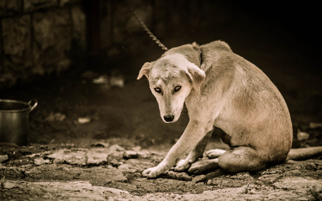 CANE ALLA CATENA SALTA DAL BALCONE E MUORE IMPICCATO. LNDC ANIMAL PROTECTION DENUNCIA E CHIEDE L’INTERVENTO DEL SINDACO